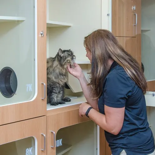 A Woman Pets a Cat at Rover Oaks Pet Resort